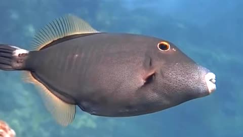 Satisfying Barred Filefish ASMR That Makes You Calm Original Satisfying Videos PART - 11