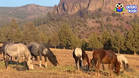 Hero Saves Herd Of Wild Horses Chased By A Helicopter! | Dodo Kids | Rescued!