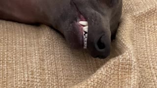 Italian Greyhound Sleeping on Couch in Funny Pose