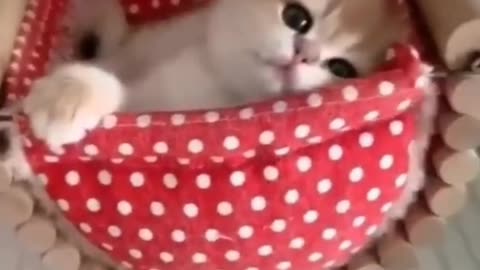 Funny cute cats