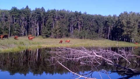 Cows Grazing