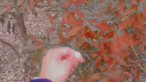 Leaf plucking satisfying video