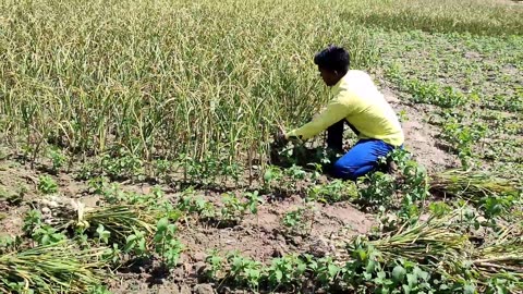 Daily Routine In UP Village Life || Uttar Pradesh Real Natural Lifestyle || Rural Life India