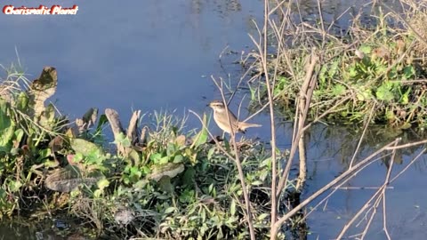 Bluethroat (Luscinia svecica) Identification and Distribution