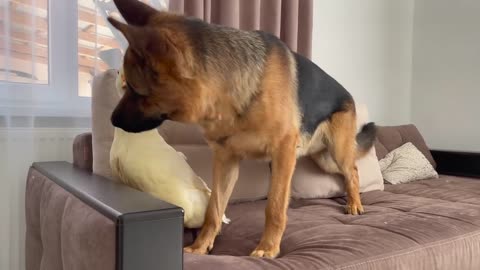 Funny German Shepherd Reaction to Duck