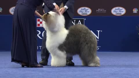 National Dog Show 2019: Best in Show (Full Judging) | NBC Sports
