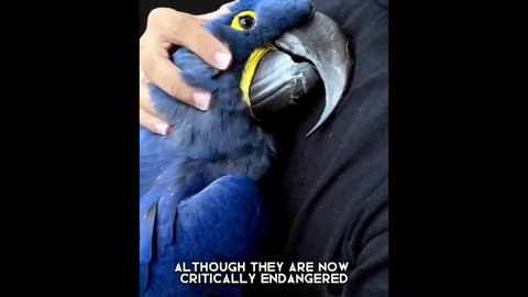 Hyacinth Macaw | One of The Most Beautiful Parrots In The World