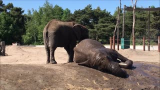 Elefante disfruta de un poco de agua fresca en un día de calor