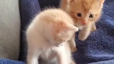 Funny & Cute Animals videos Cat Trending Videos viral