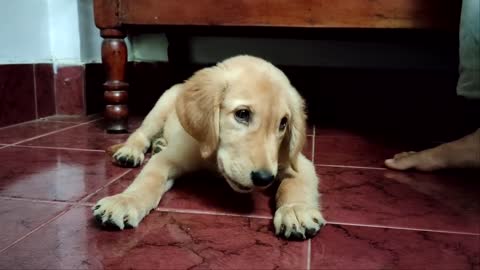 65 days old cute golden retriever puppy training (Stay)