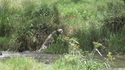 Ferocious attack on leopard