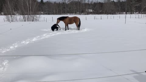 West Wind The Horse Loves Making Snow Angels