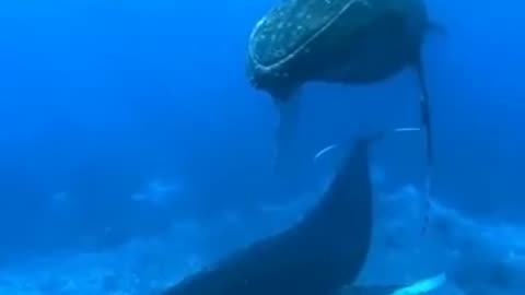 How do you feel the sounds of whales