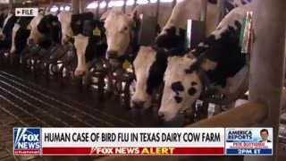NOT GOOD: Bird Flu Infects Human Through Cow At Texas Dairy Farm