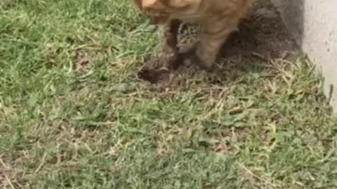 Cat digging up moles