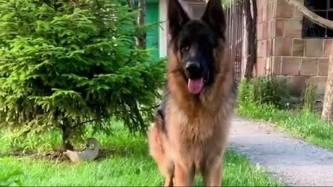 How to Check Pure German Shepherd Dog Breed