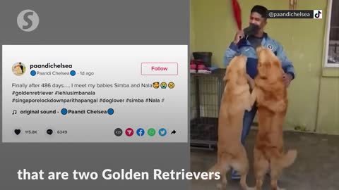 Malaysian reunited with beloved pets after returning from Singapore