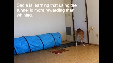 dog training near me dog training lead dog training courses