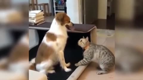 Cats teaching lessons to doggy