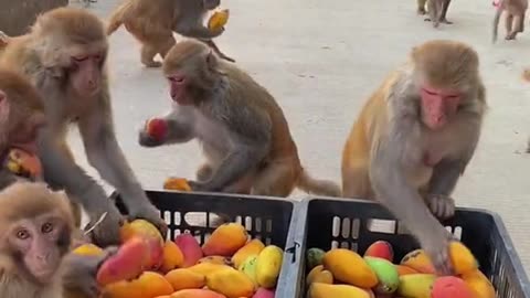 Monkeys are eating mangoes with pleasure🤠🤠🤠🤠