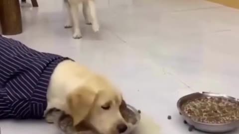 Husky and Labrador eating food funny videos