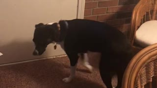 Smart pup rings doggy doorbell to go outside