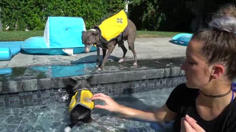 Teaching My Dogs How To Swim