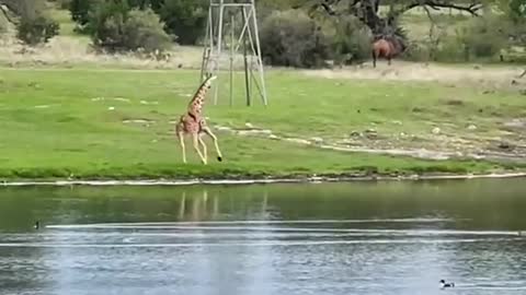 Giraffe Dance!