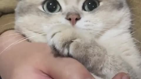 Cat afraid of cutting nails so cute.