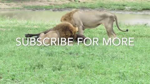 Fearless male Lion attack on baffalo herd HD