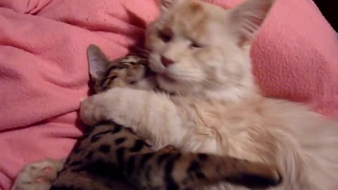 Funny Two Cats Cuddling