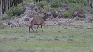 Bull elk on the move after eating by the lake