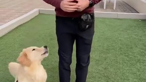 Dog training new dogs