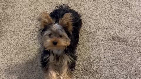 Baby Yorkshire Terrier playing and running around