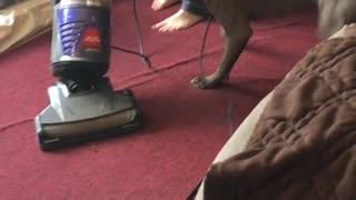 Dog attacks vacuum