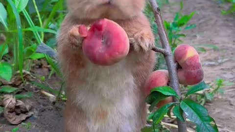 Little rabbit eats peaches