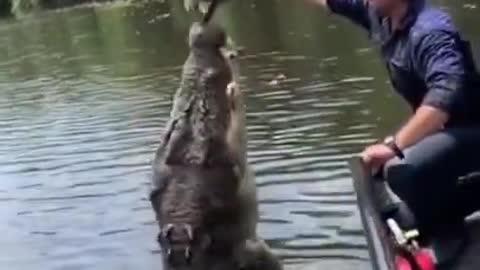 Man play game With big crocodile, shorts videos, d'ailleurs dose on internet