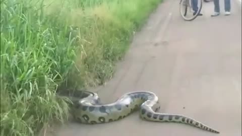 12 ANACONDAS GIGANTES CAPTADAS EN BRASIL.mp4