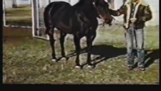 Poco Bueno - Quarter Horse Stallion (1944-1969)