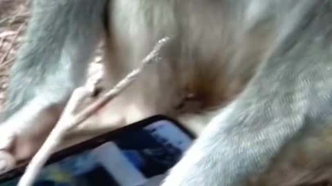 iPhone monkeys? Or maybe high tech monkeys?