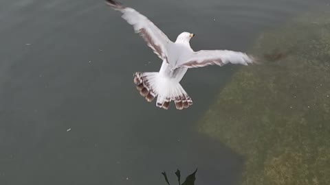 Wing Span