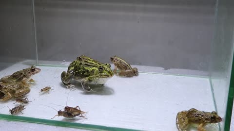 Pacman Frog Crazy Frog Centipede-20