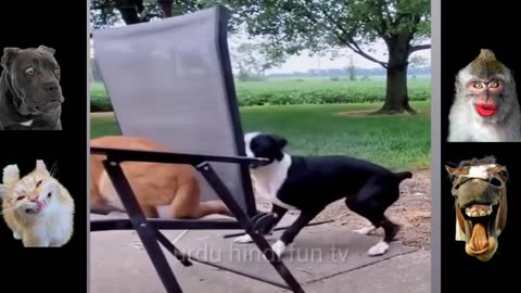 Top funny animal clips,most funny animal videos,funny dogs,funny cats,funny animals
