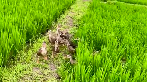Duck Farming in Rice Field - Japan Organic Duck Rice cultivation