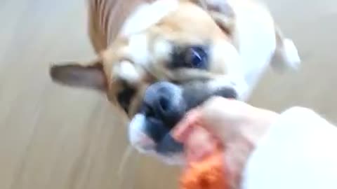 Funny Bulldog won't let go of toy