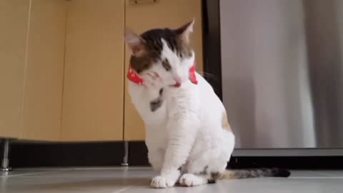 Cat Training video funny