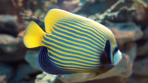 Beautiful Fish tangs have a battle royale on the reef