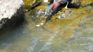 Heron Uses Bread as Bait to Catch Fish