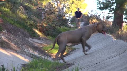 Mountain rescue of an abandoned injured Pit Bull - Please Share.