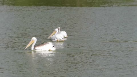 Hungry Pelicans at Irvine Lake in Southern California